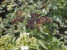 Кто сегодня живёт на Олимпе