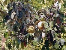 Кто сегодня живёт на Олимпе