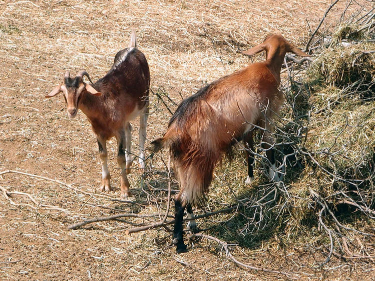 Кто сегодня живёт на Олимпе