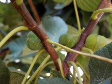 Кто сегодня живёт на Олимпе