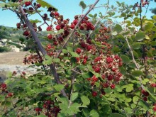 Кто сегодня живёт на Олимпе