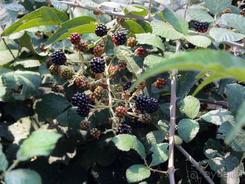 Кто сегодня живёт на Олимпе