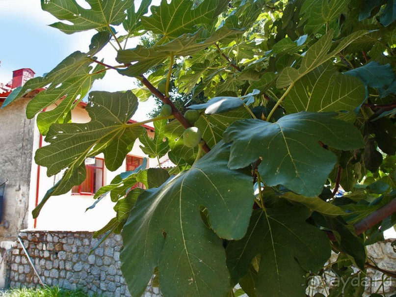 Кто сегодня живёт на Олимпе