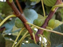 Кто сегодня живёт на Олимпе