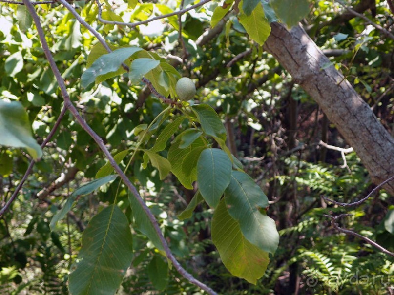 Кто сегодня живёт на Олимпе