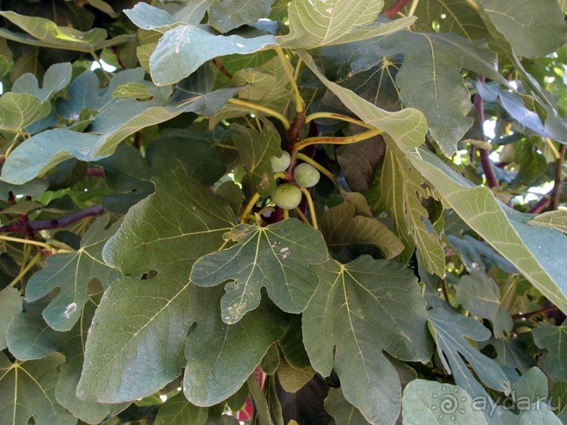 Кто сегодня живёт на Олимпе