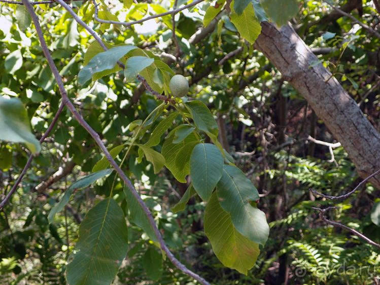 Кто сегодня живёт на Олимпе