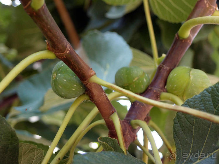 Кто сегодня живёт на Олимпе