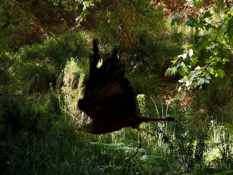 Королевские охотничьи угодья