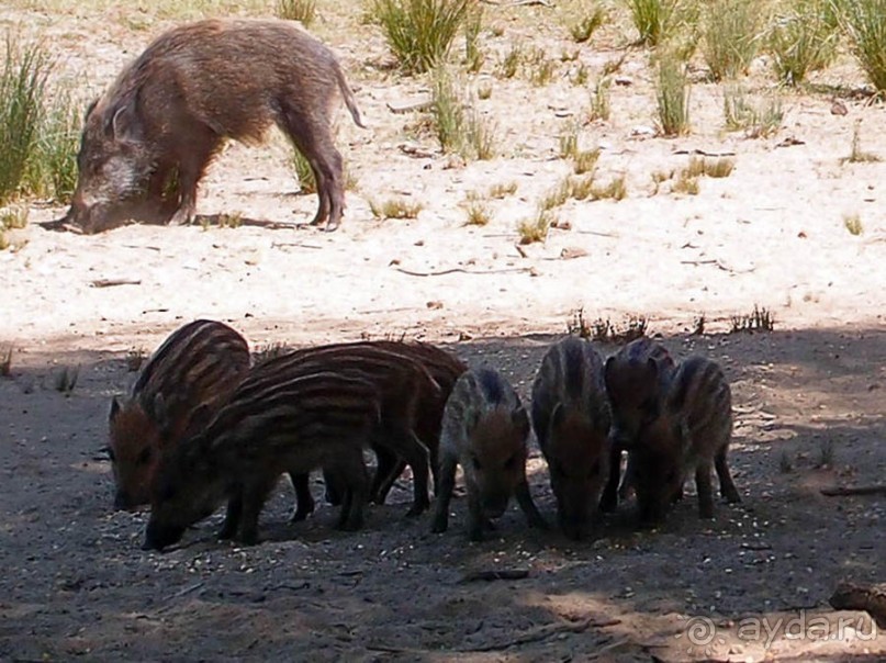 Королевские охотничьи угодья