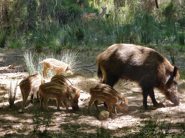 Королевские охотничьи угодья
