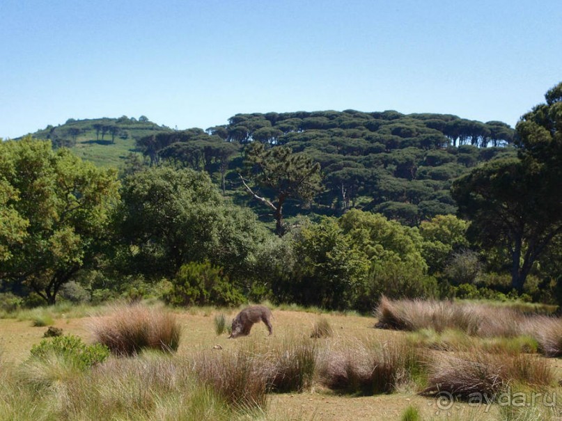 Королевские охотничьи угодья