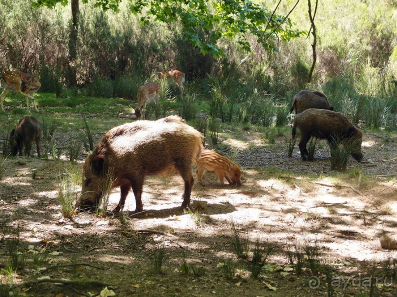 Королевские охотничьи угодья