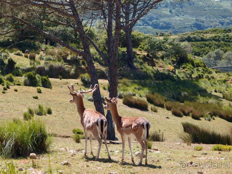 Королевские охотничьи угодья