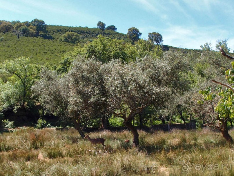Королевские охотничьи угодья
