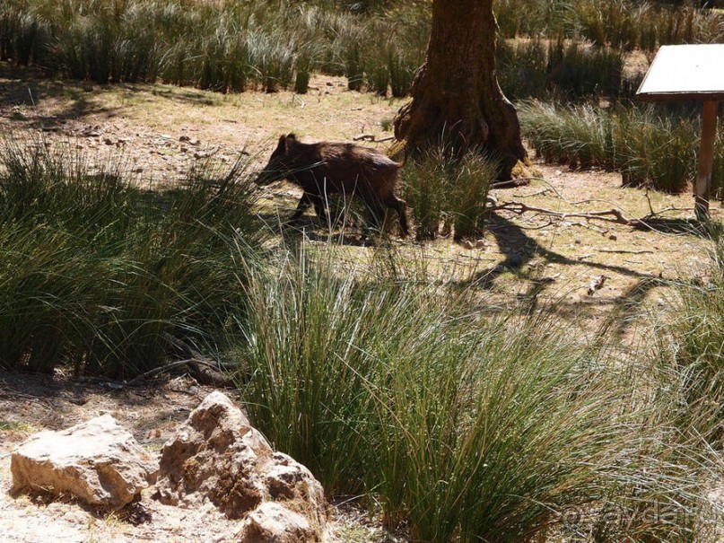 Королевские охотничьи угодья