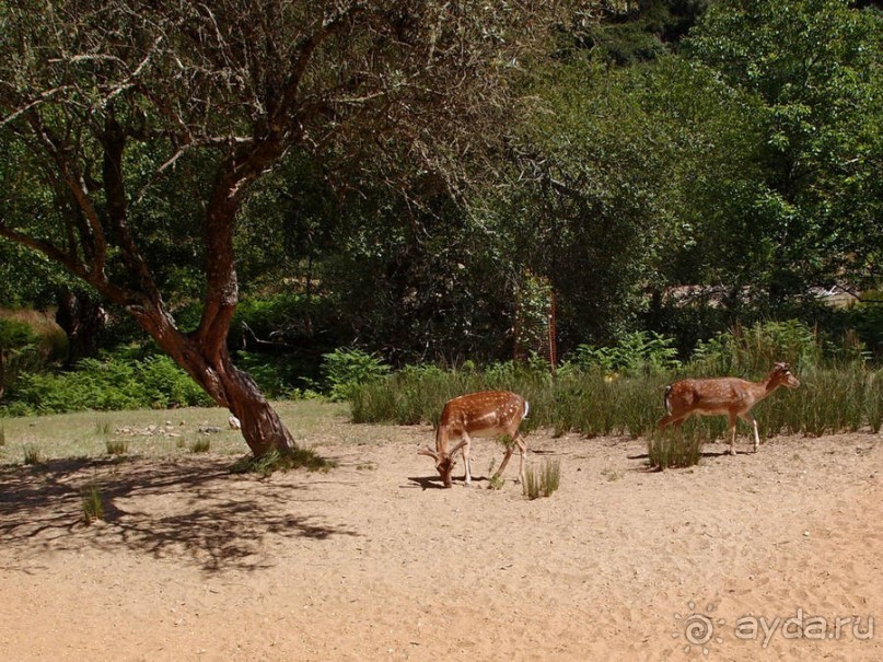 Королевские охотничьи угодья