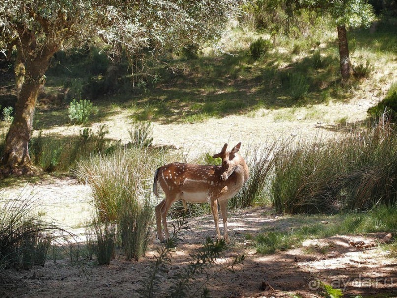 Королевские охотничьи угодья