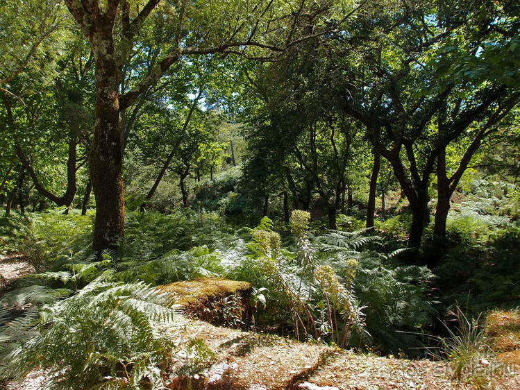 Королевские охотничьи угодья
