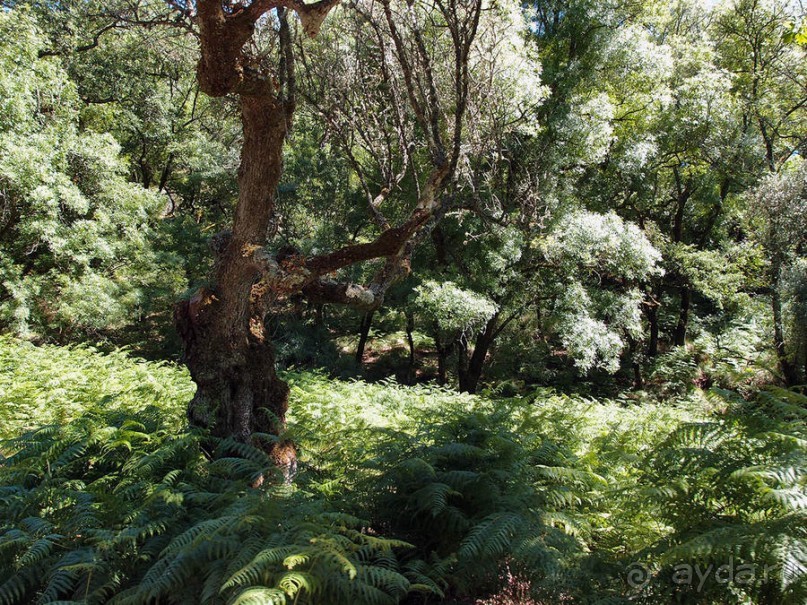 Королевские охотничьи угодья