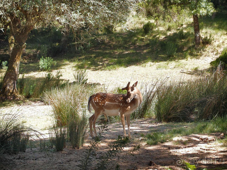 Королевские охотничьи угодья