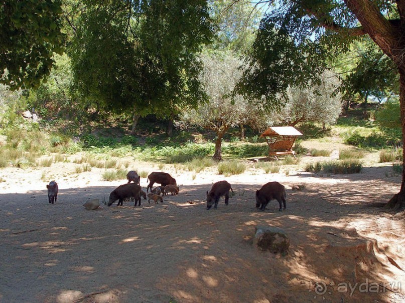 Королевские охотничьи угодья