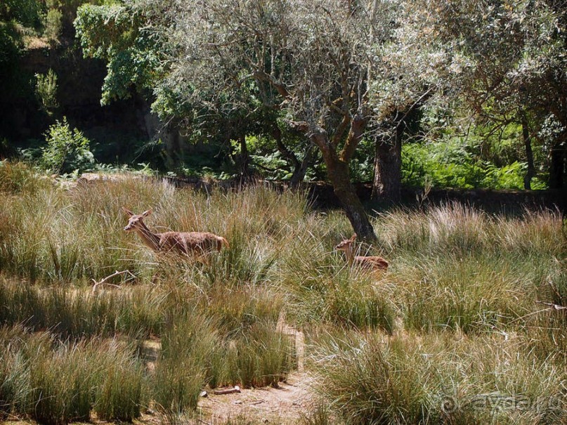 Королевские охотничьи угодья