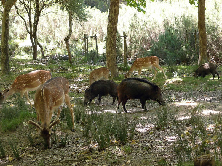 Королевские охотничьи угодья