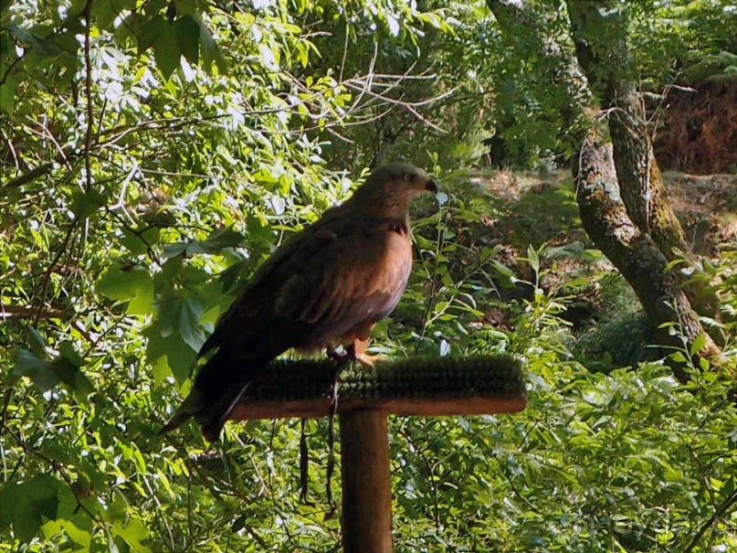 Королевские охотничьи угодья