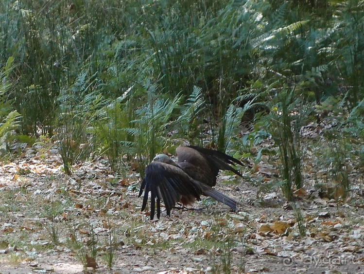 Королевские охотничьи угодья