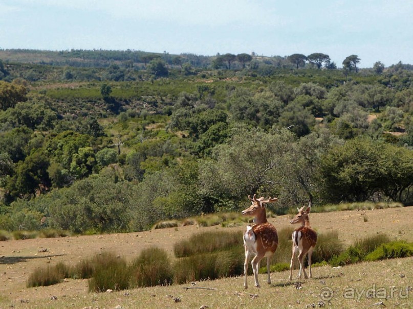Королевские охотничьи угодья