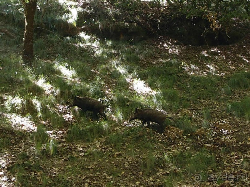 Королевские охотничьи угодья