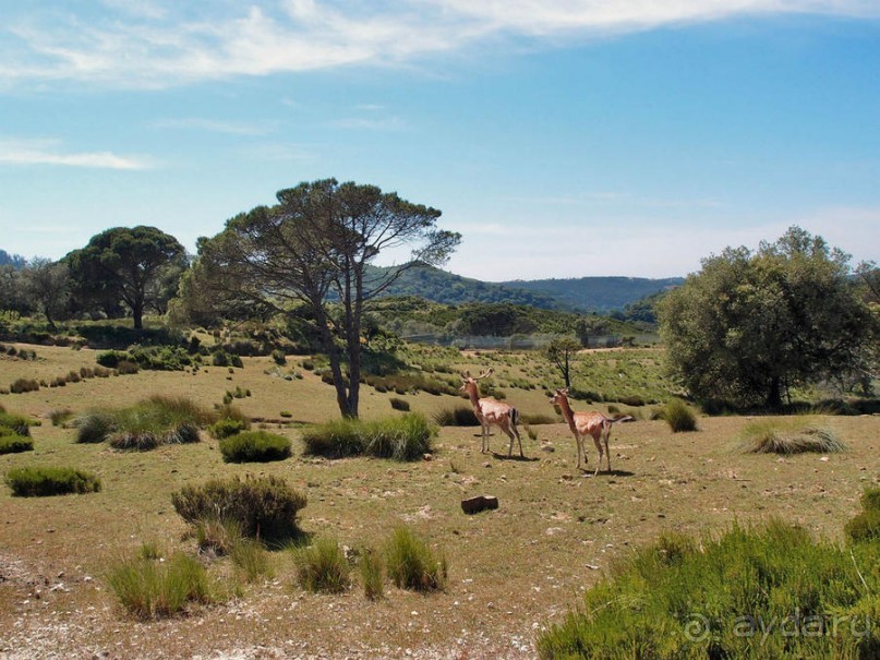 Королевские охотничьи угодья