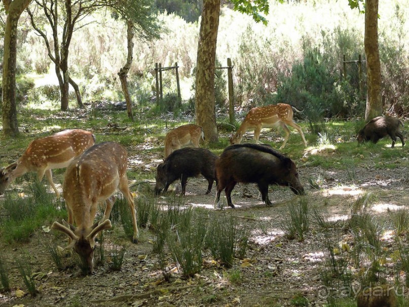 Королевские охотничьи угодья