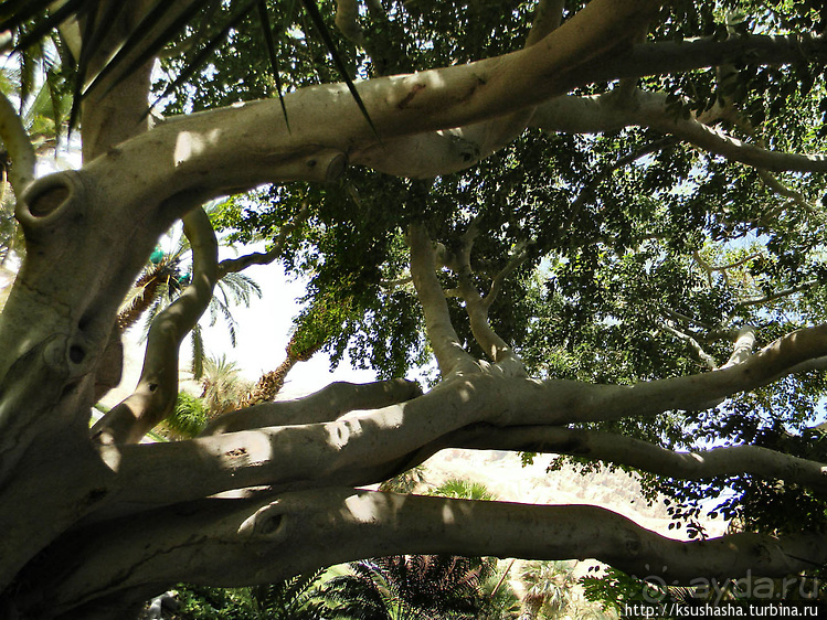 Оазис Эйн-Геди (ч1) История кибуца и его сада