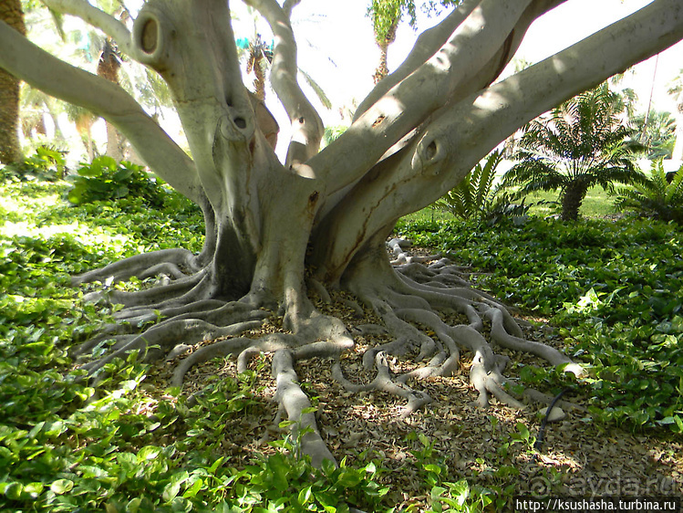 Оазис Эйн-Геди (ч1) История кибуца и его сада