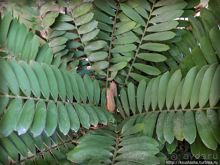 Оазис Эйн-Геди (ч1) История кибуца и его сада