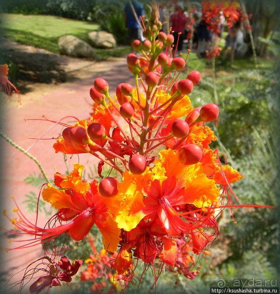 Оазис Эйн-Геди (ч1) История кибуца и его сада