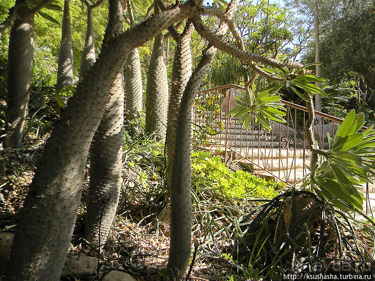 Оазис Эйн-Геди (ч1) История кибуца и его сада