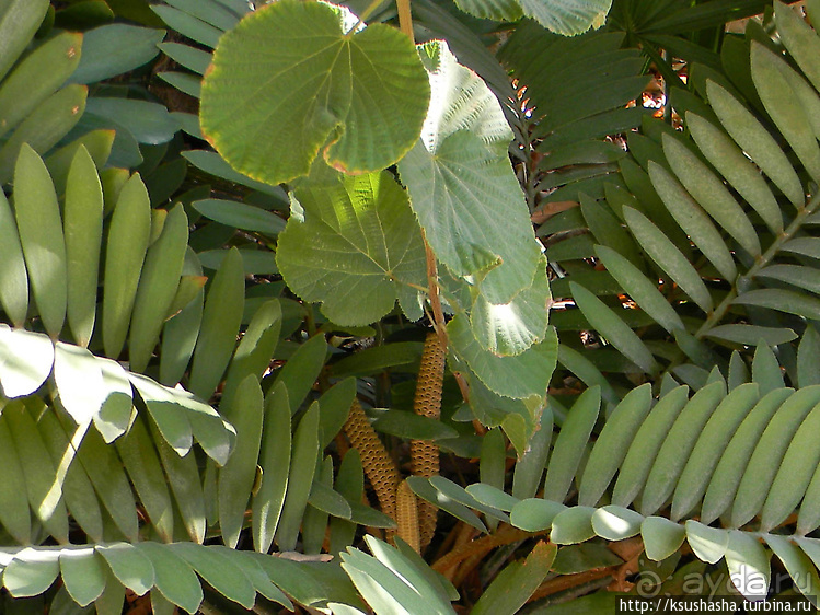 Оазис Эйн-Геди (ч1) История кибуца и его сада