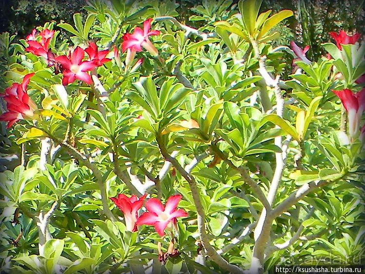 Оазис Эйн-Геди (ч1) История кибуца и его сада