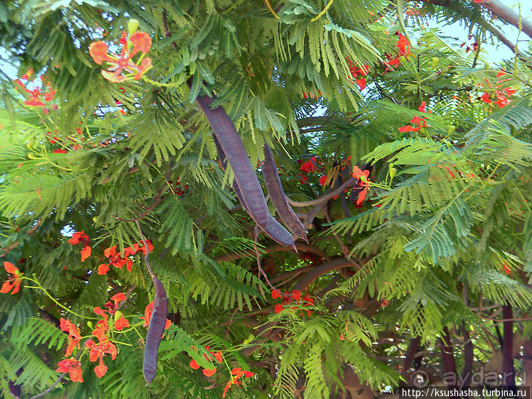 Оазис Эйн-Геди (ч1) История кибуца и его сада