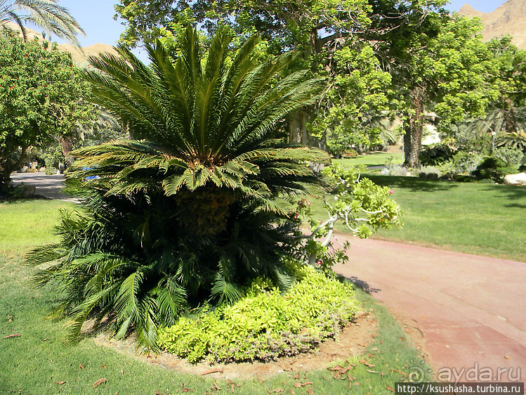 Оазис Эйн-Геди (ч1) История кибуца и его сада