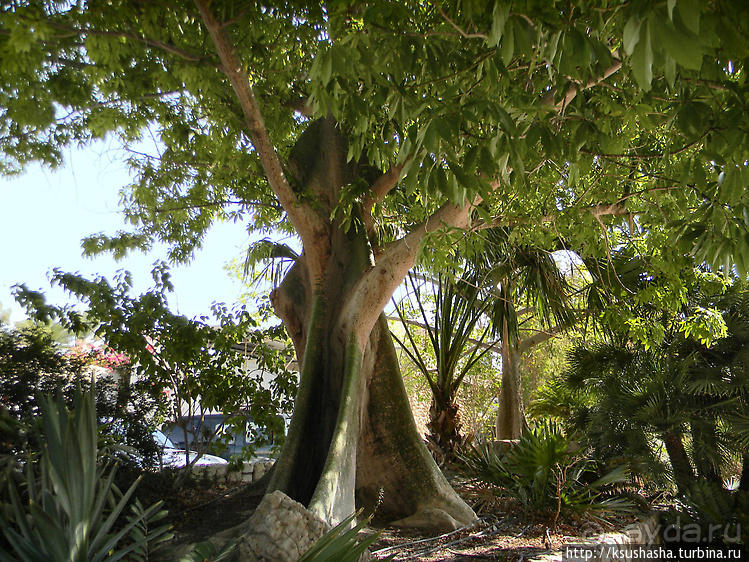 Оазис Эйн-Геди (ч1) История кибуца и его сада