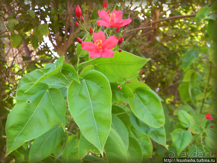 Оазис Эйн-Геди (ч1) История кибуца и его сада