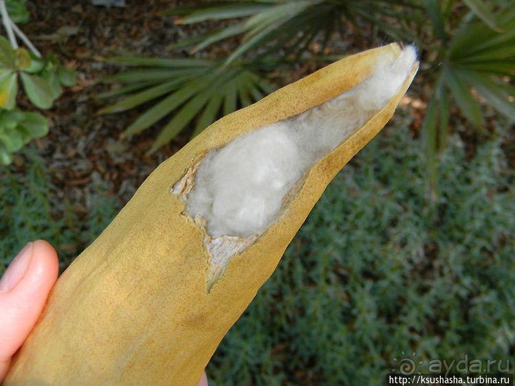 Оазис Эйн-Геди (ч1) История кибуца и его сада