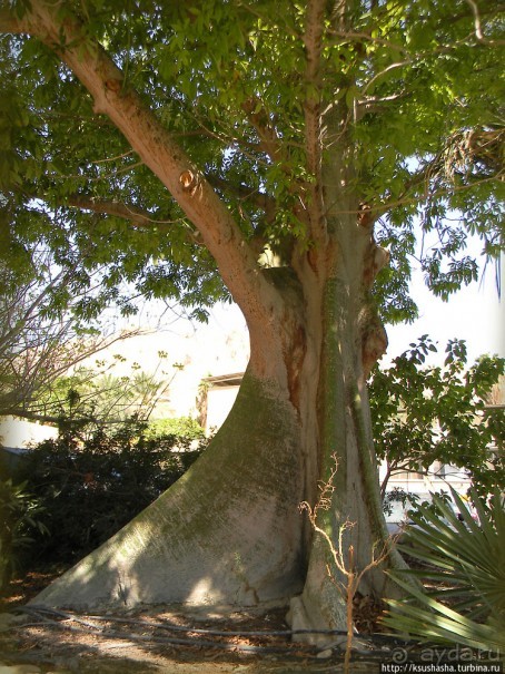 Оазис Эйн-Геди (ч1) История кибуца и его сада