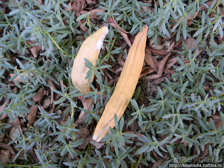 Оазис Эйн-Геди (ч1) История кибуца и его сада