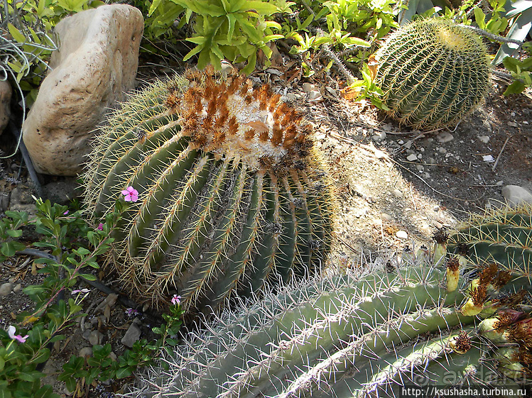 Оазис Эйн-Геди (ч1) История кибуца и его сада