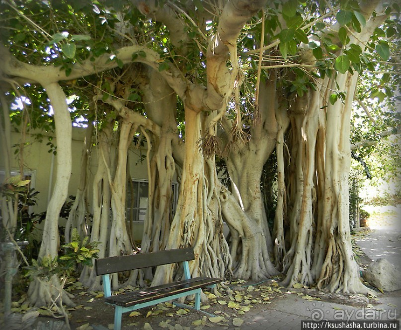 Оазис Эйн-Геди (ч1) История кибуца и его сада